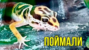 Наш новый питомец - Прыткая ящерица, поймали на даче