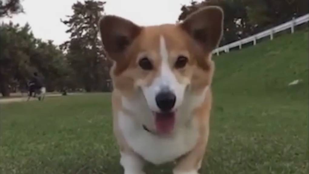 Самые смешные собаки Корги - приколы с корги