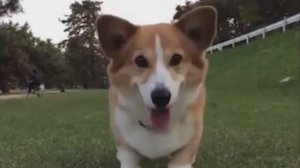 Самые смешные собаки Корги - приколы с корги