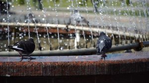 Обьектив Sony E 18-105mm f/4 G OSS PZ тест видео