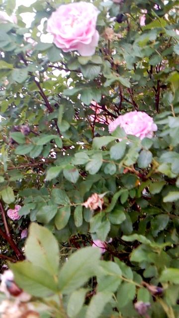 Куст шиповника классный! смотреть онлайн