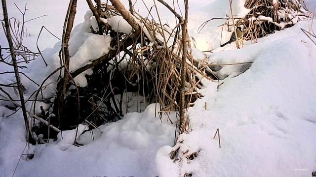 Редкие кадры! Зимний лес ожил! Кто попался в объектив с