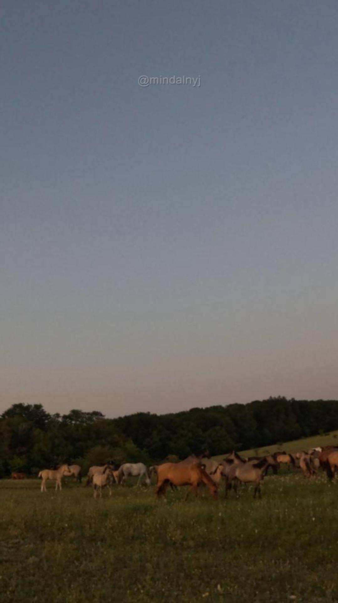 Лошади пасутся