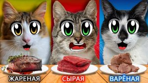 3 кота, 3 блюда, 3 метода готовки — кто кого? 🍽️🐾