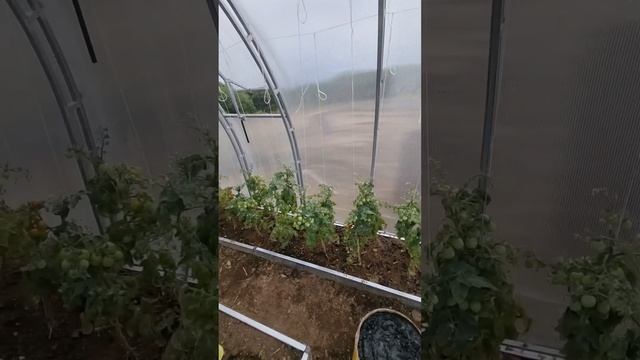 помидоры болконное чудо