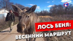 Первая прогулка лося Бени: знакомство с весной