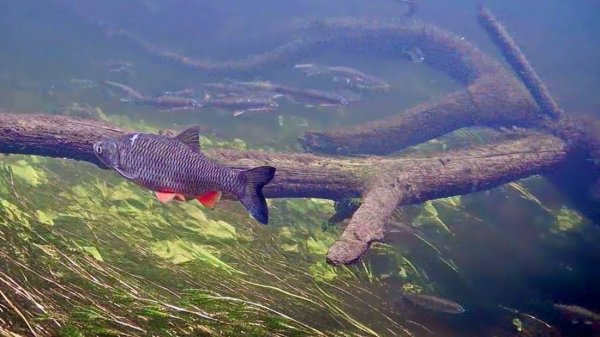 ПОПАЛ В САМЫЙ НЕРЕСТ! ТОЛПЫ РЫБЫ В НЕБОЛЬШОМ РУЧЬЕ МЕЧЕТ ИКРУ