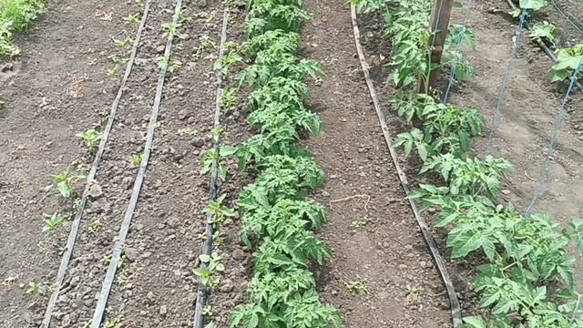 Наш огородик.