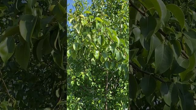 Груша на Средней Волге.