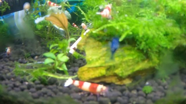 Креветочник с кристаллами. Мой аквариум 30 литров смотреть онлайн