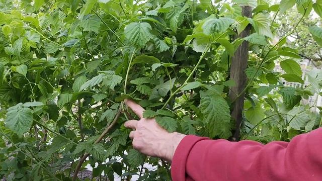 Випробування форсунок ,оприскуемо віноград .