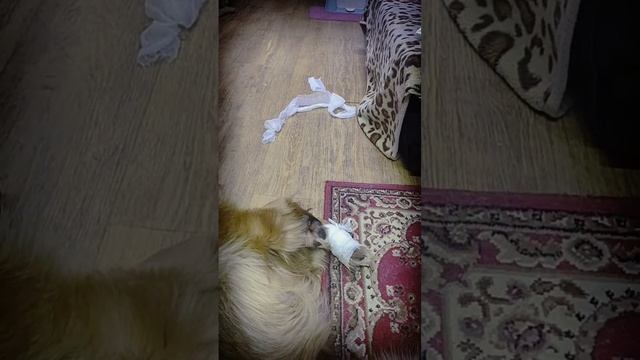 Юный ветеринар) смотреть онлайн