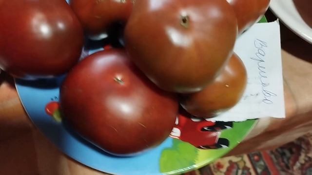 ТОМАТЫ. Выставка томатов, выращенных в Кировской обла?