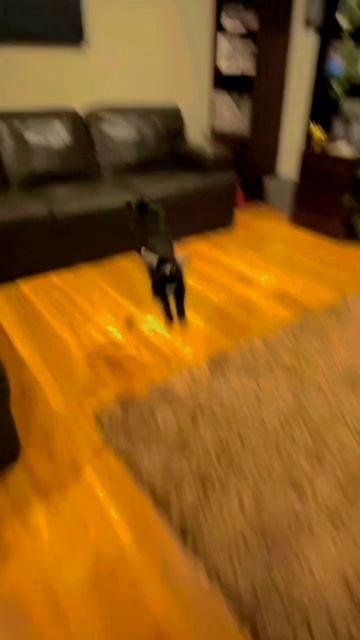 Карликовая козочка. Ну разве не милашка