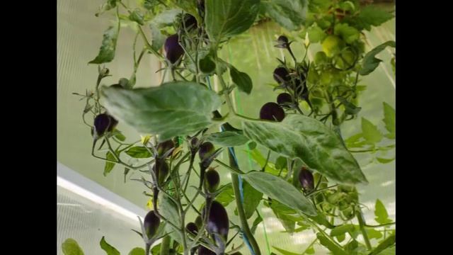 Коллекционные томаты. Каталог томатов. Часть 3. г. Киро?