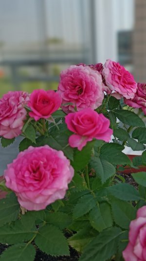 Розовый рай!!! 11.06.2025г.#Розы#лето#красота#природа#Кубань