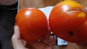 Зимаревский великан