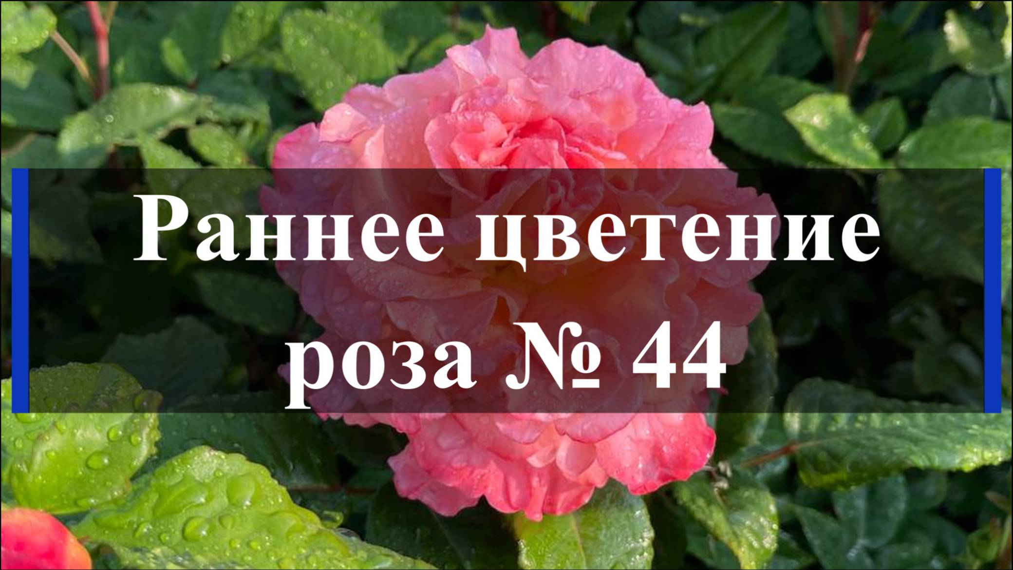 Раннее цветение розы № 44 смотреть онлайн
