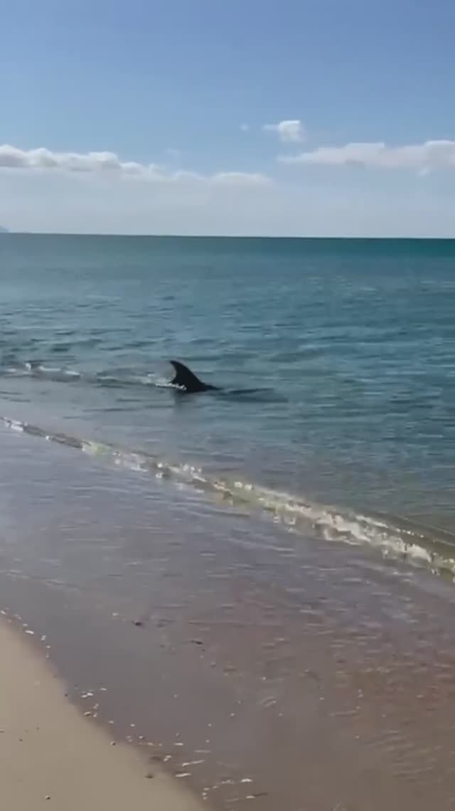 Дельфин приплыл к берегу позавтракать, Благовещенская