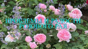 Розы цветут. Проблемы и радости розового рая. Приглашаю на прогулку в мой сад. 🌹🌹🌹