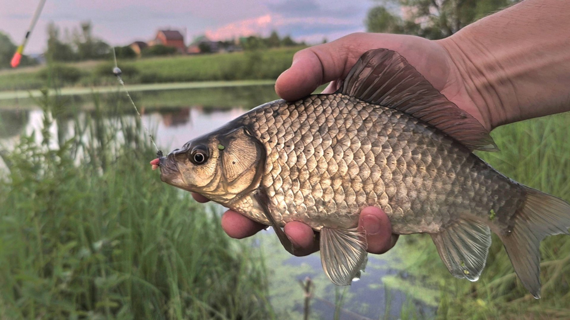 Вечерний карась ловля на поплавок. Рыбалка на озере приплыл хозяин водоема. смотреть онлайн