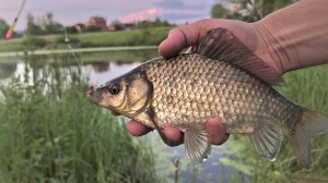 Вечерний карась ловля на поплавок. Рыбалка на озере приплыл хозяин водоема.