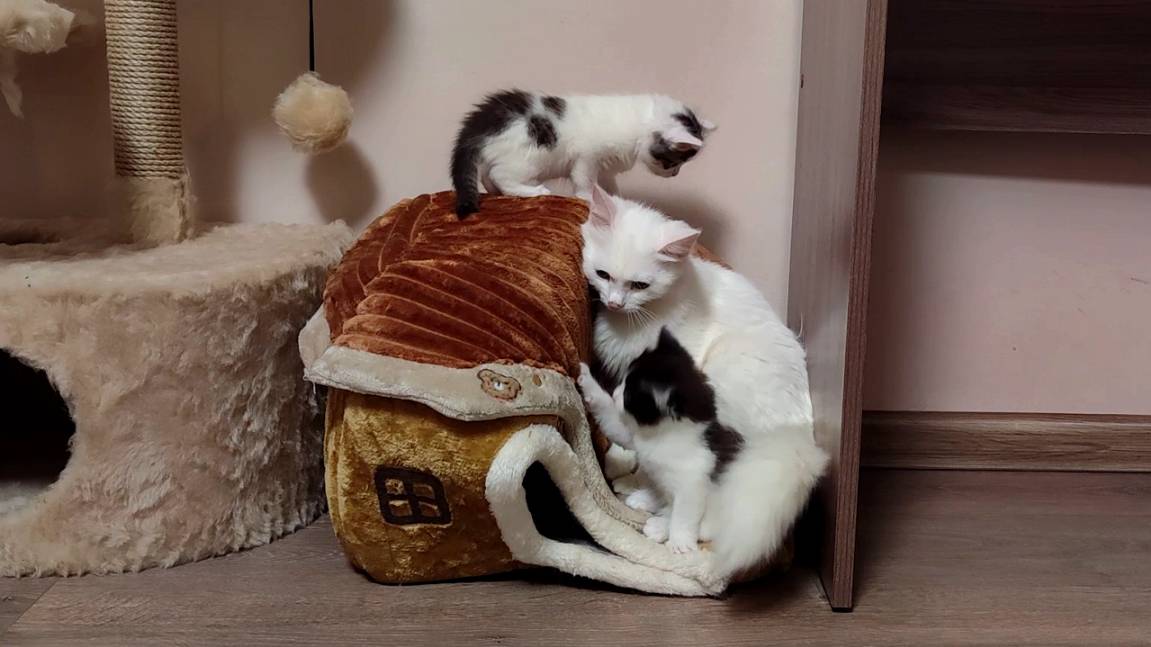 Мама-кошка и ее милые котята. Видео с котятами. Заботливая мама-кошка Милые котята смотреть онлайн