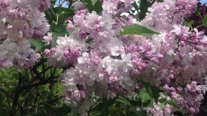 Как и когда обрЕзать сирень.
Сирень Л.Колесникова "Красавица Москвы"