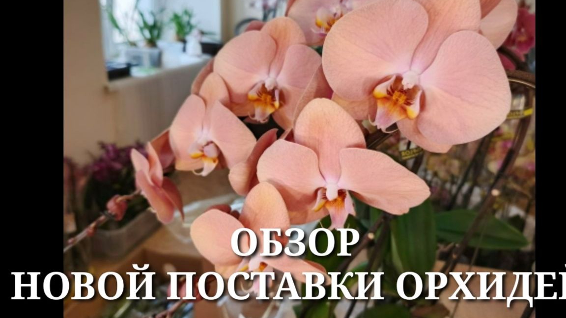 ОБЗОР НОВОЙ ПОСТАВКИ ОРХИДЕЙ / ПроОрхидеи смотреть онлайн