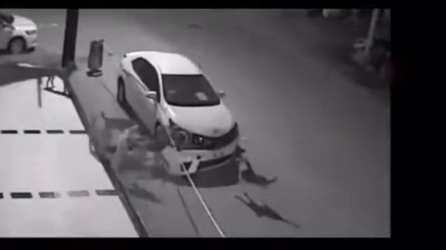 Собаки воруют бампер