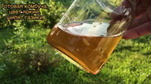 ЧАЙНЫЙ ГРИБ  ИНСТРУКЦИЯ, КАК УХАЖИВАТЬ, СЕКРЕТЫ ПРИГОТ