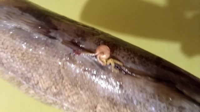 Паразиты в рыбе Хек