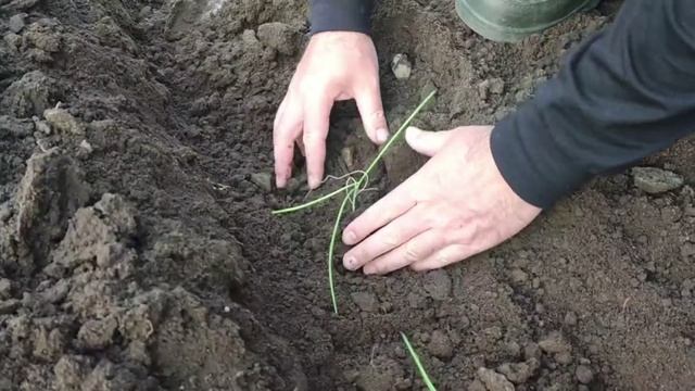 Сажаю лук порей смотреть онлайн