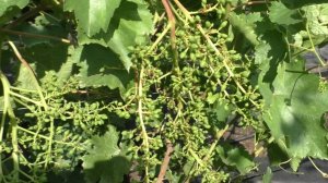 Закончилось цветение винограда - что сделать, чтобы увеличить урожай?