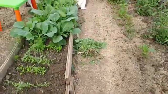 10 мая. Пенсионерка-огородница в Казахстане. Помидоры в