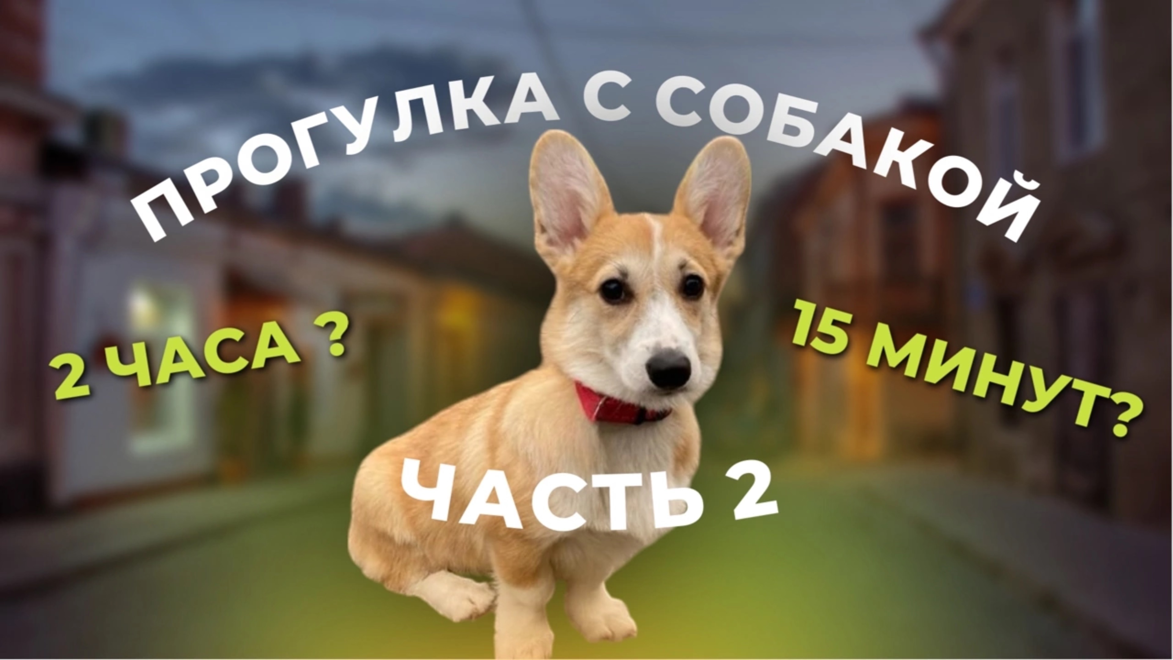 Прогулки с собакой. Часть 2