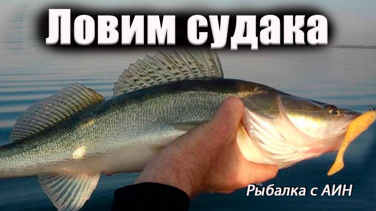 Секреты успешной рыбалки на судака: много рыбы смотреть онлайн