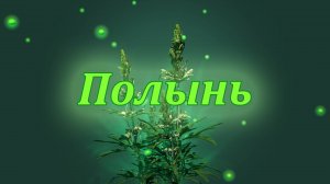 Полынь: целебные свойства и применение в народной медицине