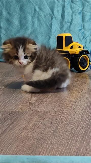 Котенок и желтый трактор. #котята #шорты 4k смотреть онлайн