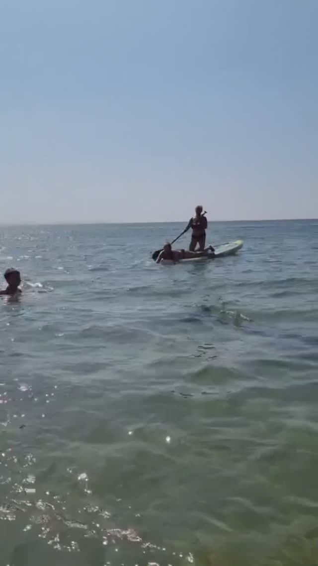 Дельфин резвится возле берега, Благовещенская