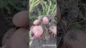 ВНИМАНИЕ!!! ПРИНИМАЕМ ЗАКАЗЫ НА ПОСАДОЧНЫЙ МАТЕРИАЛ КА