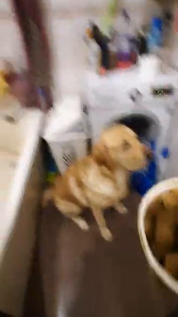 Чем кормить лабрадора. Собака лабрадор Тафгай ест корма