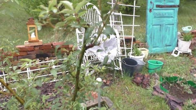 Посадка ирисов весной.Заморозки миновали- розы спасен