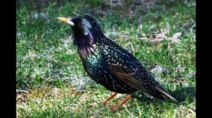 С чего начинается Родина ?