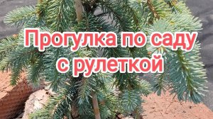 Прогулка по саду с рулеткой