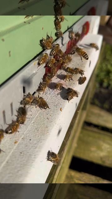 Пчелы - это жизнь! 
Апипульс - это про пчел :-)