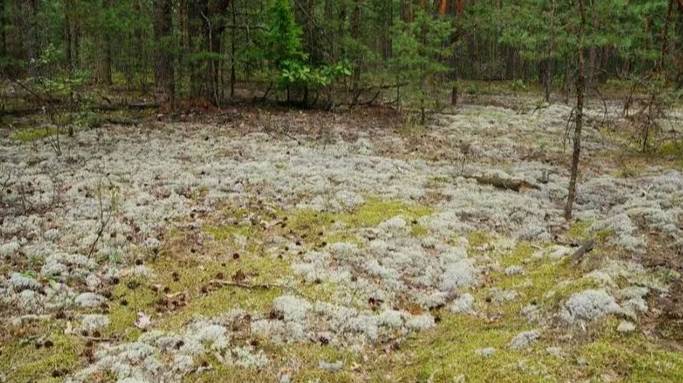 Прогулка по лесу. часть. 4 смотреть онлайн