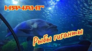 Рыбы гиганты, Нячанг, океанариум в Vin Wonders.