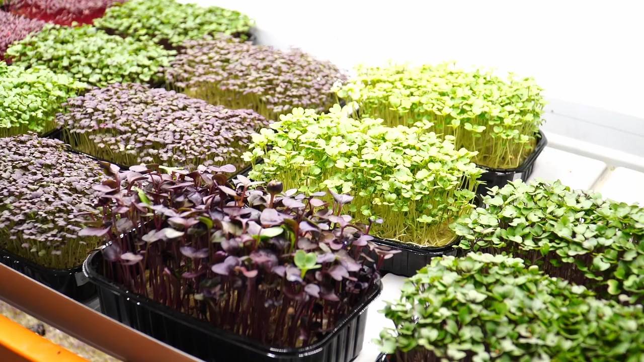 Выращиваем микрозелень в домашних условиях