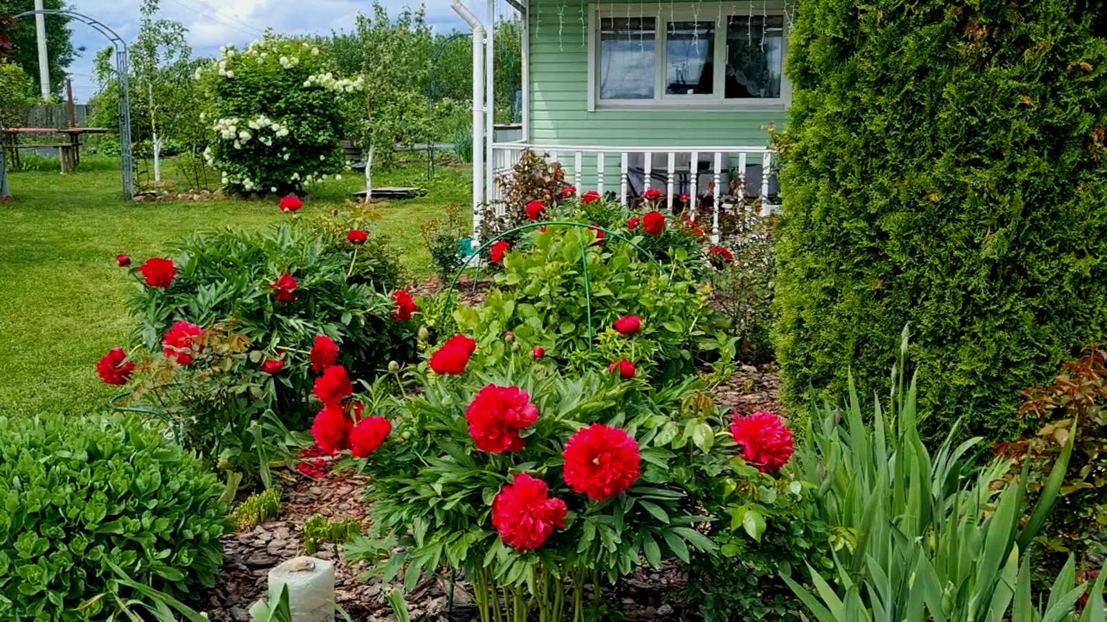 ЦВЕТУТ ПИОНЫ И РОДОДЕНДРОНЫ!🌺ТОМАТЫ ТОЛСТЫЕ,ЧТО КЛАДУ В ЛУНКУ.🍅ДРОНЫ СБИТЫ! смотреть онлайн